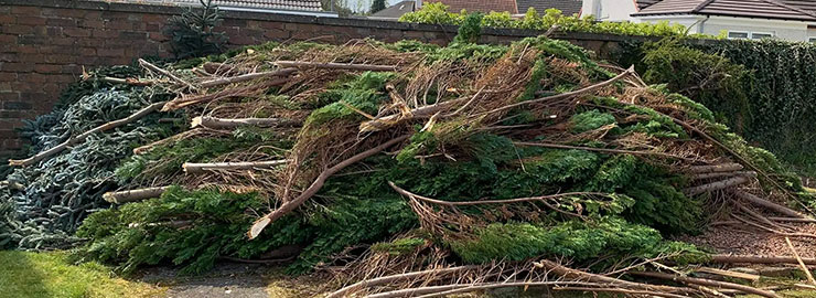 Hedge cuttings pile for removal